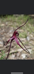 Caladenia concolor