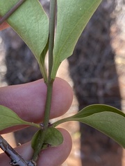 Jasminum calcareum