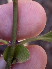 Jasminum calcareum