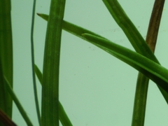 Isolepis fluitans