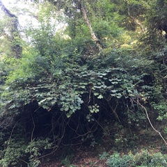 Sinopanax formosanus
