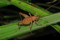 Macropathinae