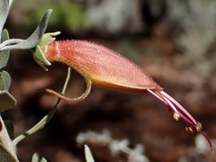 Eremophila glabra