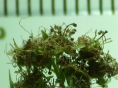 Spiraea × billardii