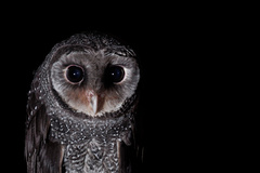 Tyto tenebricosa