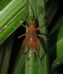 Macropathinae
