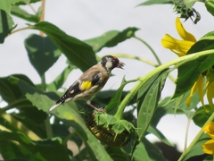 Carduelis carduelis