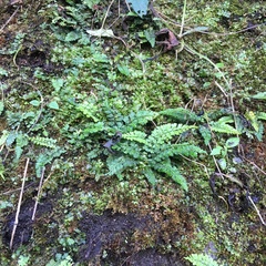 Asplenium tenuicaule