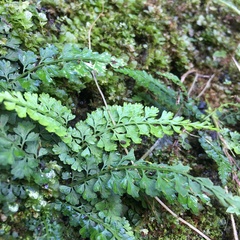 Asplenium tenuicaule