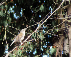 Colluricincla harmonica