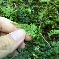 Asplenium tenuicaule