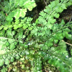 Asplenium tenuicaule