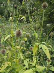 Dipsacus pilosus