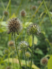 Dipsacus pilosus