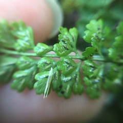 Asplenium tenuicaule