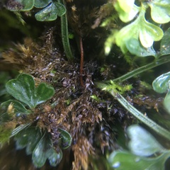 Asplenium tenuicaule