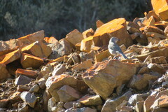 Colluricincla harmonica