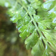 Asplenium tenuicaule