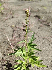 Artemisia vulgaris kamtschatica