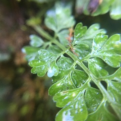 Asplenium tenuicaule