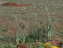Albuca canadensis