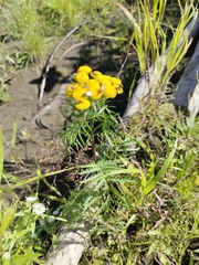 Tanacetum vulgare boreale