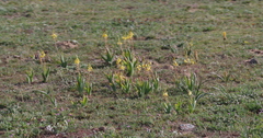 Bulbine praemorsa