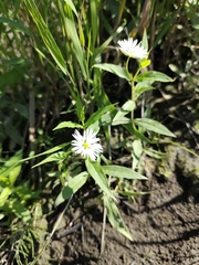Stellaria radians
