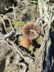 Psathyrella bipellis