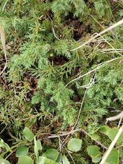 Juniperus communis saxatilis