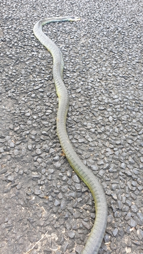 Common Tree Snake sighting