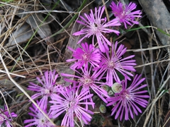 Drosanthemum ambiguum