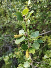 Betula divaricata