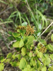 Spiraea beauverdiana