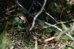 Lacerta trilineata