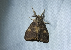 Orgyia pseudotsugata