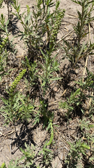 Ambrosia psilostachya