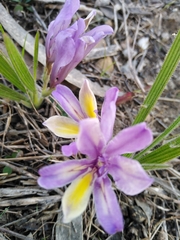 Babiana patula