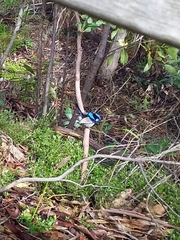 Malurus cyaneus leggei