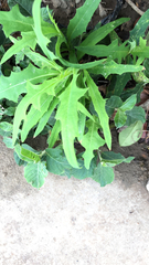 Lactuca indica