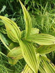 Veratrum oxysepalum