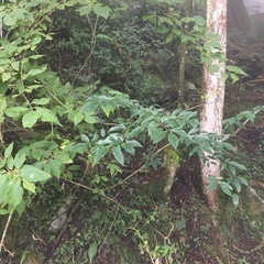 Rhamnus pilushanensis