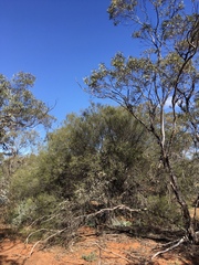 Acacia colletioides
