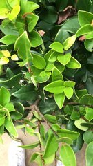 Ligustrum japonicum