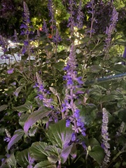 Salvia farinacea