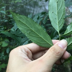 Rhamnus pilushanensis