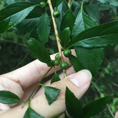 Rhamnus pilushanensis