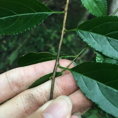 Rhamnus pilushanensis