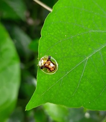 Aspidimorpha furcata