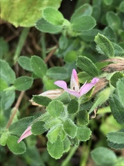 Ononis spinosa procurrens